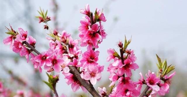 桃花花语是什么意思？如何解读桃花的象征意义？