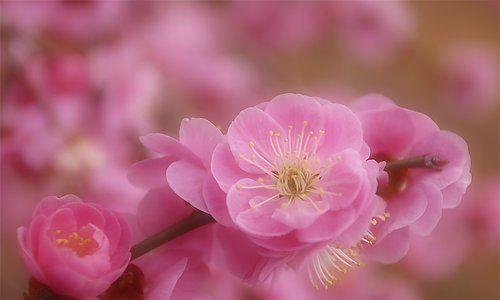 桃花花语是什么意思？如何解读桃花的象征意义？