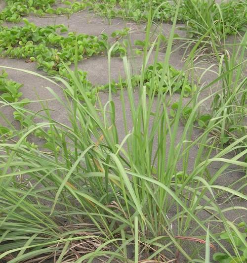 茅草根的最佳挖掘时间是什么时候？