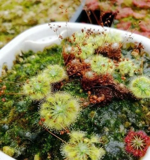 茅膏菜养殖技巧有哪些？如何确保茅膏菜生长茂盛？