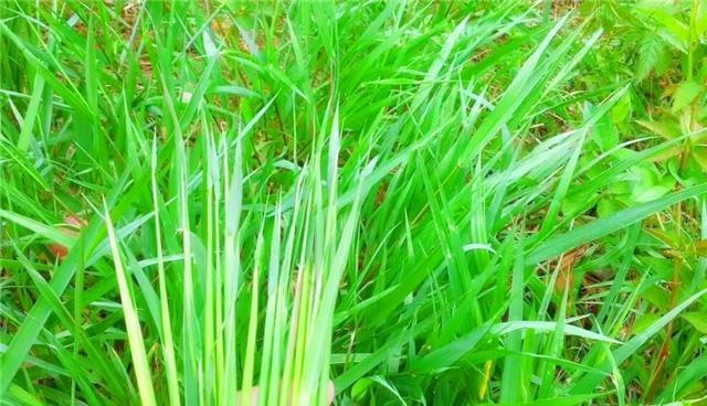 茅根是哪种植物的根部？它的药用价值有哪些？