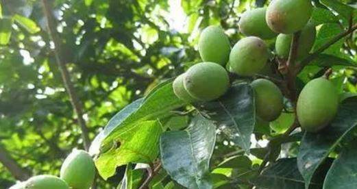毛白杨属于被子植物吗？它的分类和特点是什么？