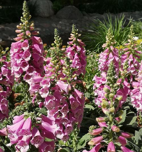 毛地黄的花期是什么时候？开花持续多久？
