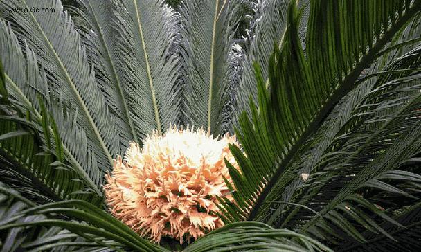 铁树开花什么意思？铁树开花的寓意和象征是什么？
