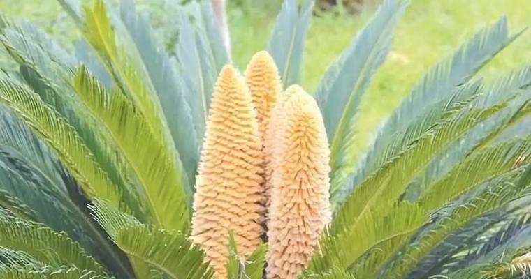 铁树开花什么意思？铁树开花的寓意和象征是什么？