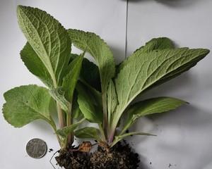毛地黄种植时盆的大小选择？如何确保根系健康生长？
