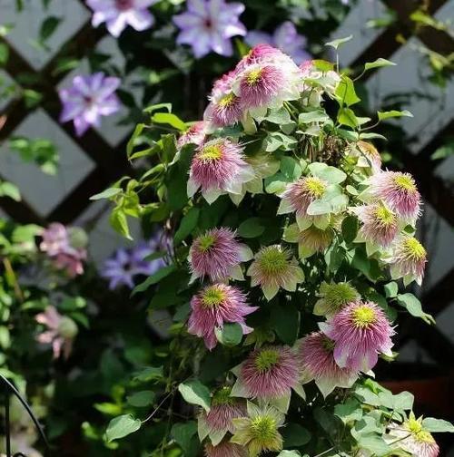 铁线莲花语是什么？铁线莲的花语有哪些含义？