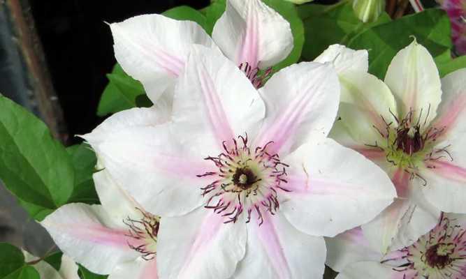 铁线莲花语是什么？铁线莲的花语有哪些含义？