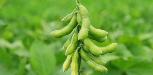 毛豆吃多了会上火吗？如何健康食用毛豆？