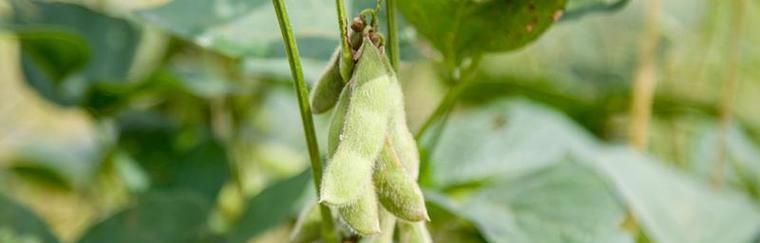 毛豆的生长过程是怎样的？如何正确种植和管理？