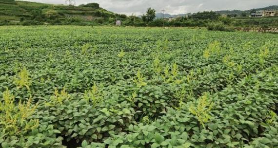 毛豆的生长过程是怎样的？如何正确种植和管理？