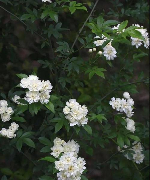 荼蘼的寓意是什么？荼蘼花语背后的故事有哪些？