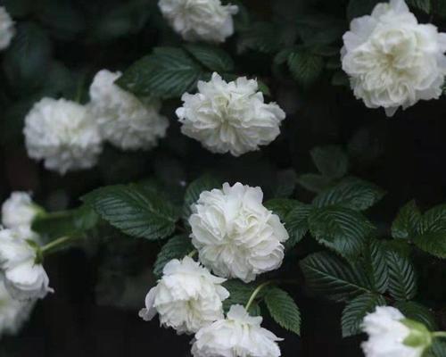 荼蘼花的传说和花语是什么？如何解读荼蘼花的深层含义？
