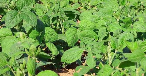 毛豆怎么种植？最佳种植时间是什么时候？