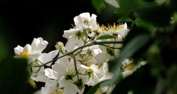 荼蘼花的花语是什么？荼蘼花的寓意有哪些常见问题解答？