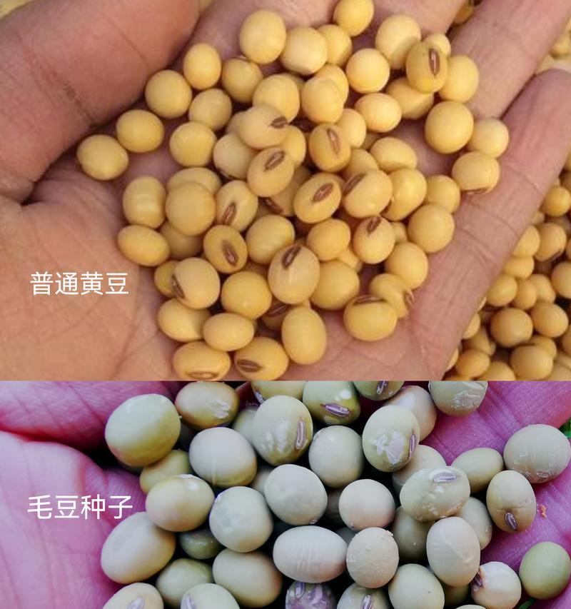 毛豆种子的外观特征是什么？如何辨别毛豆种子的真伪？