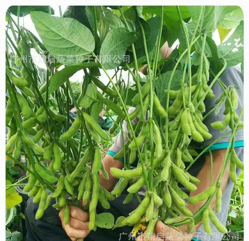 毛豆底肥施什么肥效果最佳？种毛豆用什么肥料好？