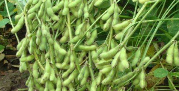 毛豆发芽后是否安全食用？发芽毛豆的处理方法是什么？
