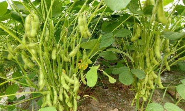 毛豆发芽后是否安全食用？发芽毛豆的处理方法是什么？