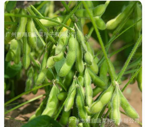 毛豆发芽后是否安全食用？发芽毛豆的处理方法是什么？