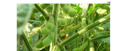 毛豆的最佳种植时间是什么时候？种植毛豆有哪些注意事项？