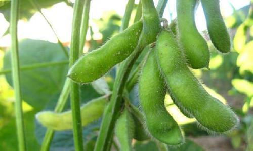 毛豆属于双子叶植物吗？它的分类特点是什么？