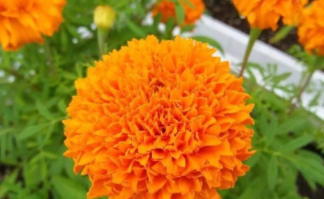 万寿菊花语是什么？了解万寿菊的深层含义和象征意义？