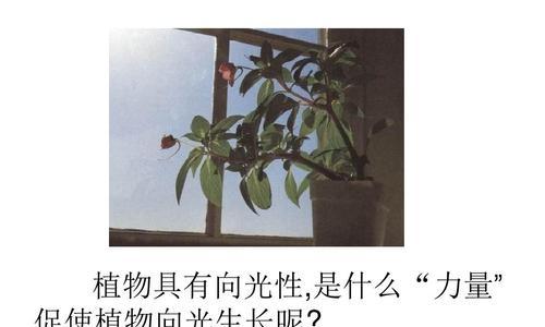 毛豆种植时应该选择阴凉处还是阳光充足的地方？