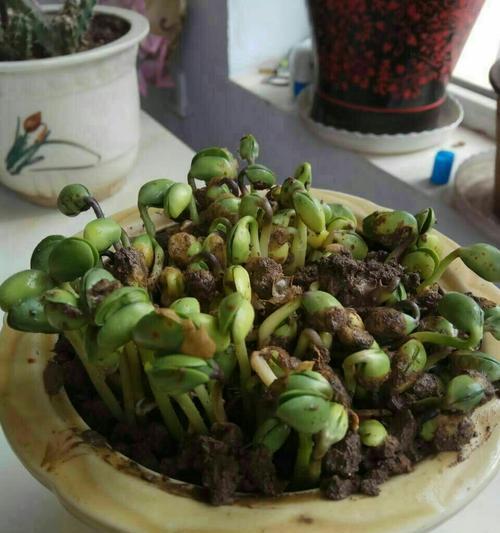 毛豆发芽速度慢怎么办？快速发芽的秘诀是什么？