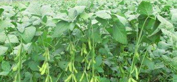 毛豆种植间距是多少？如何正确安排种植密度？