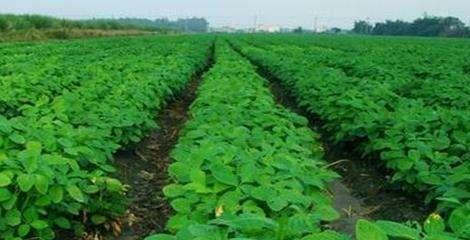 毛豆种植的最佳时间是什么时候？整个生长周期需要多久？