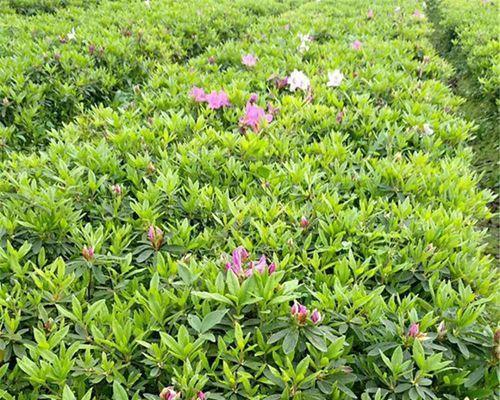 毛杜鹃花期是什么时候？如何正确养护以延长花期？