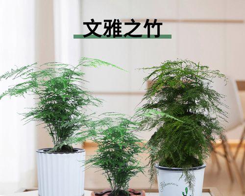文竹的风水作用是什么？文竹寓意有哪些？