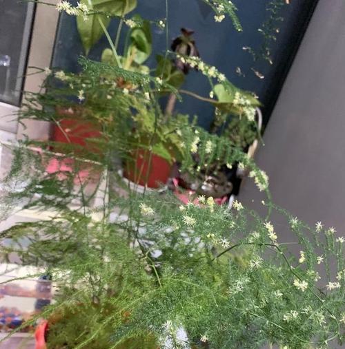 文竹花语是什么？背后有哪些美丽的故事？
