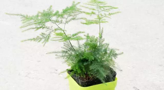 文竹花语是什么？背后有哪些美丽的故事？