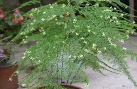 文竹花语是什么？背后有哪些美丽的故事？