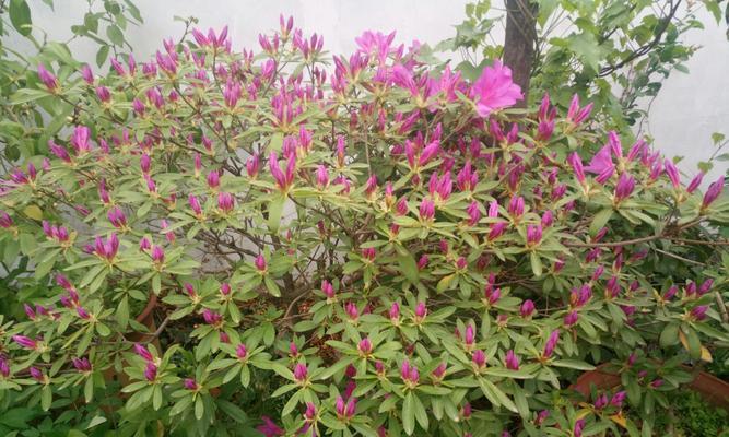 毛杜娟一年开几次花？如何促进其开花次数？