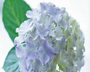 无尽夏绣球花语是什么？如何正确解读绣球花的含义？