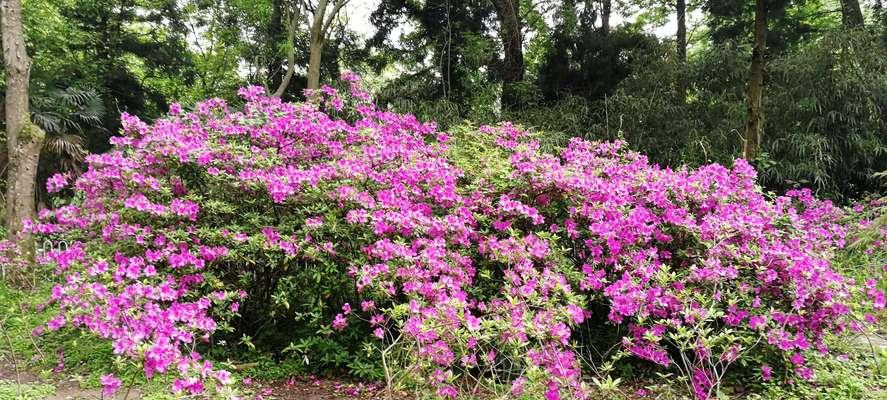 毛杜娟一年开几次花？如何促进其开花次数？