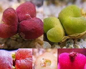 毛汉尼花期持续多久？如何延长花期？