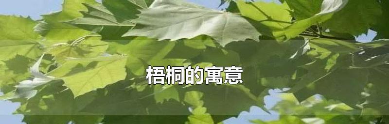 梧桐树的寓意是什么？梧桐树象征着什么含义？