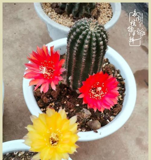 毛花柱一年开几次花？如何确保其开花频率？