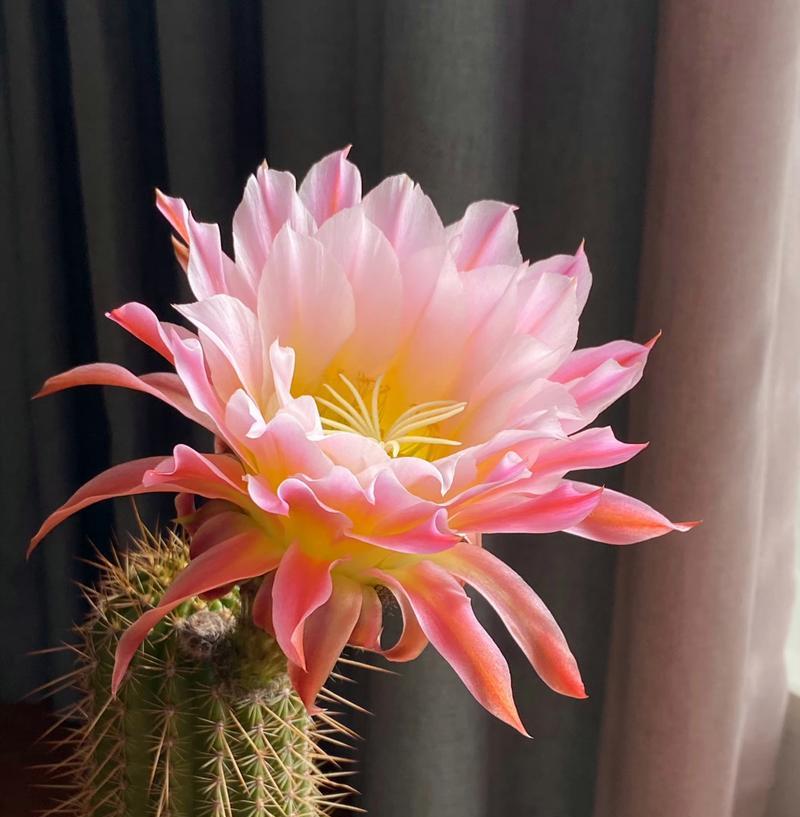 毛花柱养护技巧是什么？怎样才能让它顺利开花？