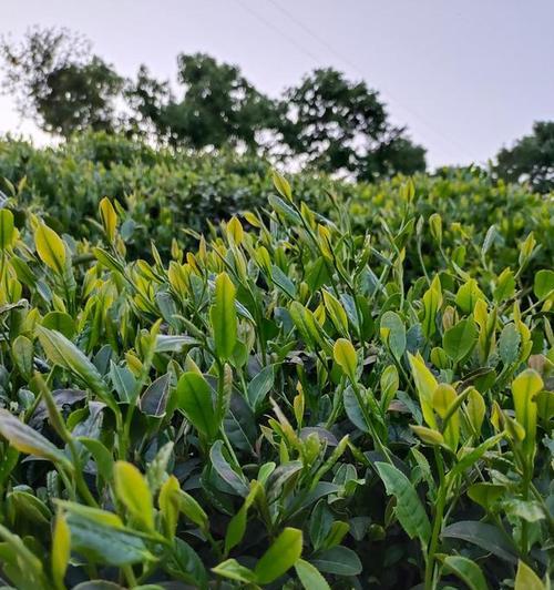 毛尖茶什么时候采摘最好？收获季节有哪些特点？