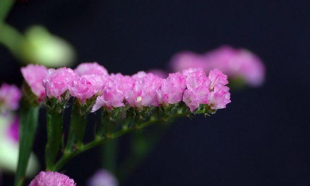 勿忘草花语是什么意思？勿忘草的寓意有哪些？