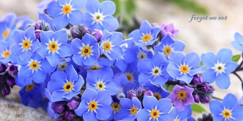 勿忘我的花语是什么？这种花有哪些特别含义？