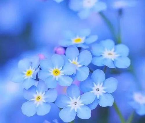 勿忘我花的花语是什么？这种花的寓意有哪些？