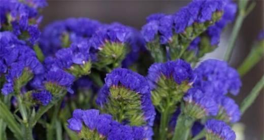 勿忘我花的花语是什么？这种花的寓意有哪些？