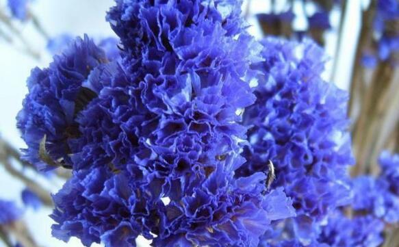 勿忘我花的寓意是什么？如何正确理解勿忘我花的象征意义？