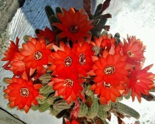 毛毛虫花养护技巧？如何促进开花？